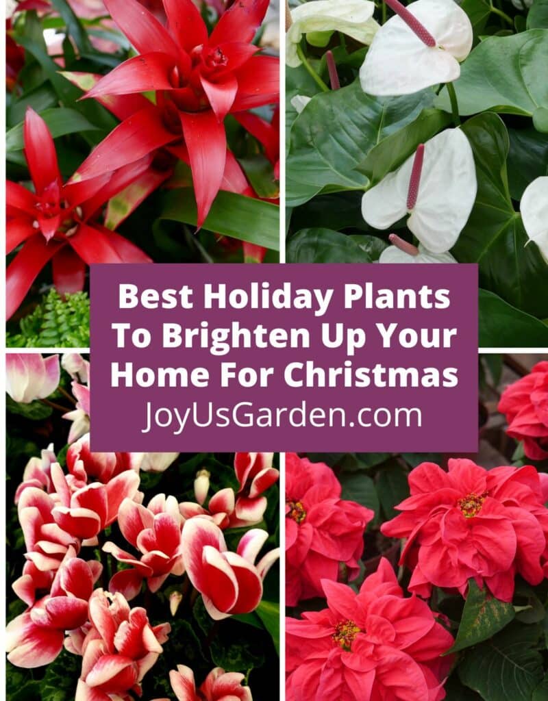 collage of 4 plants, bromeliad anthurium cyclamen and poinsettia text reads best holiday plants to brighten up your home for christmas joyusgarden.com