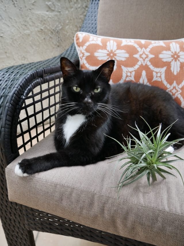 Good To Know: Pet Safe Plants For Your Home