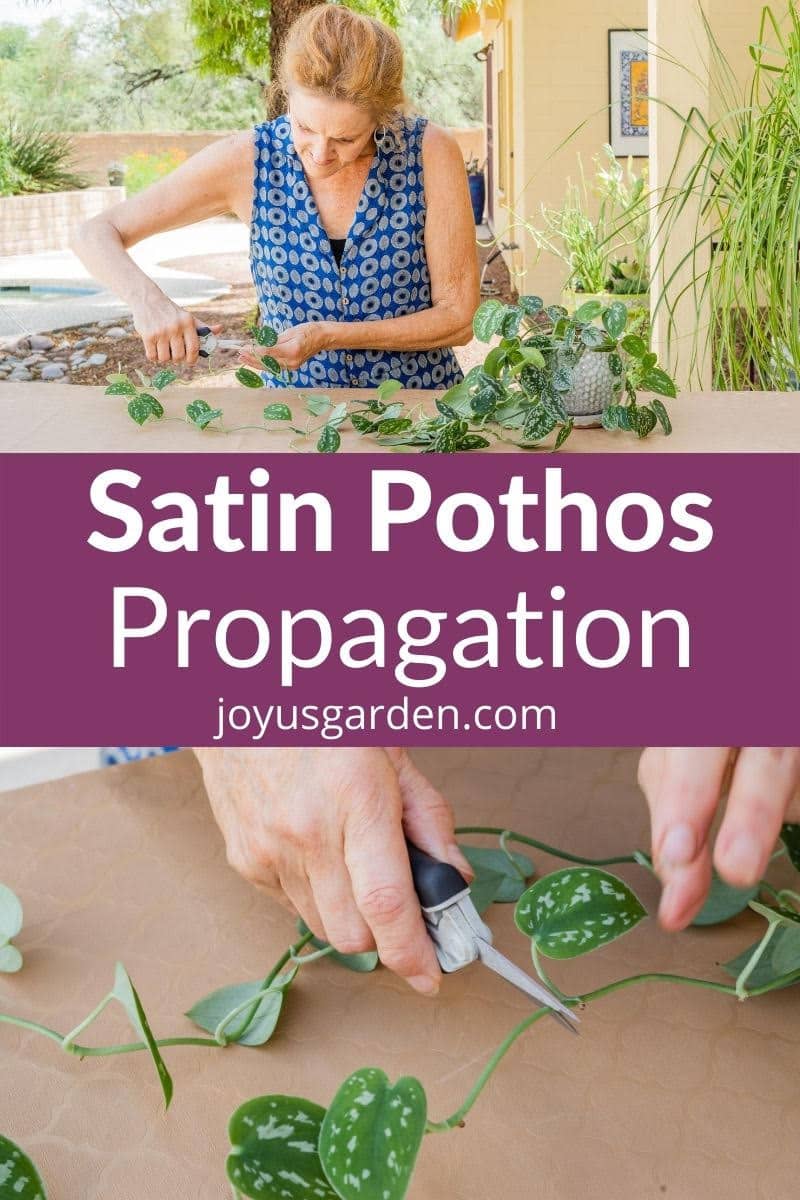 a collage with 2 photos showing satin pothos pruning the text reads satin pothos propagation