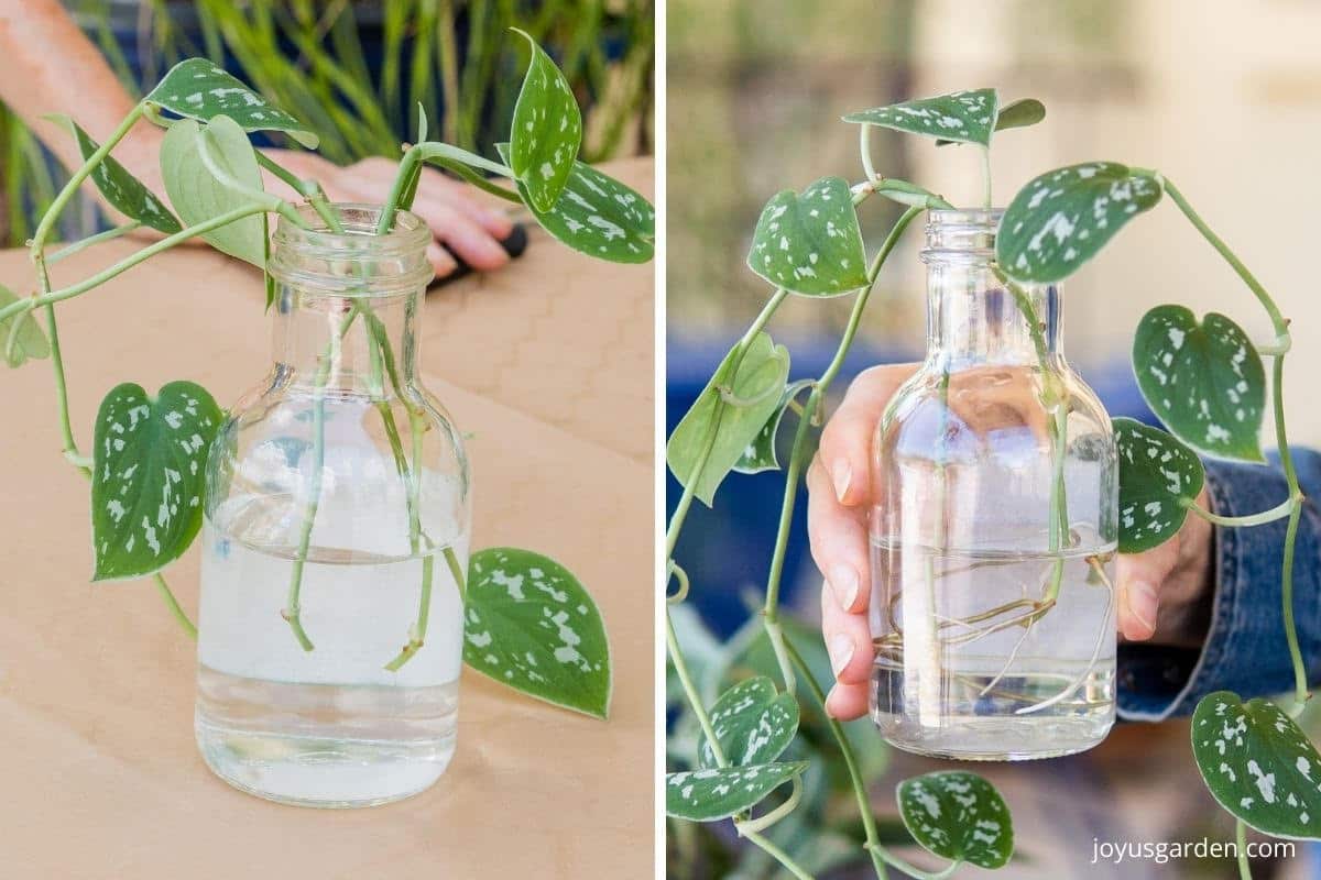 close up of satin pothos vines being propagated in water in 1 photo there are no roots & in the other rroots are showing