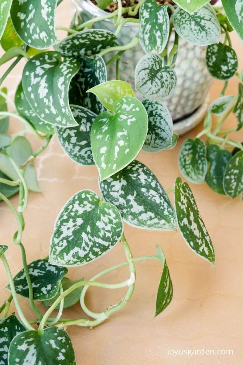 close up of the beautiful variegated satiny-smooth foliage of a satin pothos plant