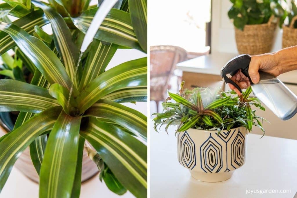 A collage of 2 photos of bromeliad plants being watered in the tank & the other being misted.