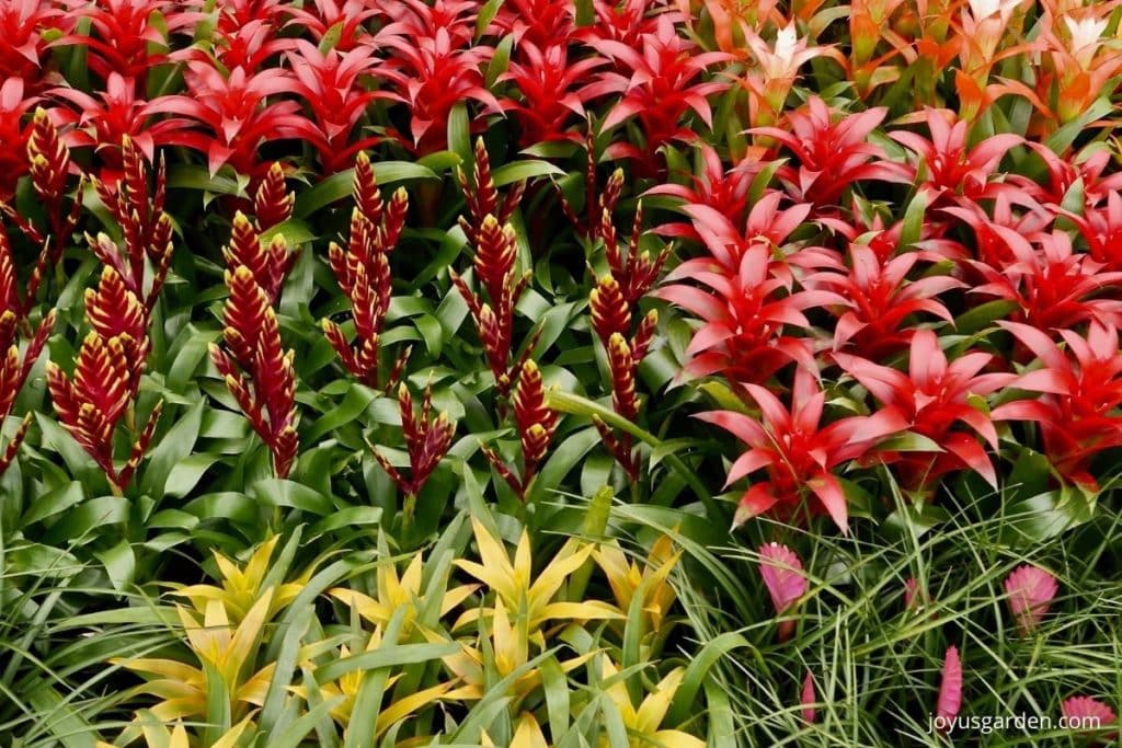 A display of colorful types of bromeliads in a greenhouse.