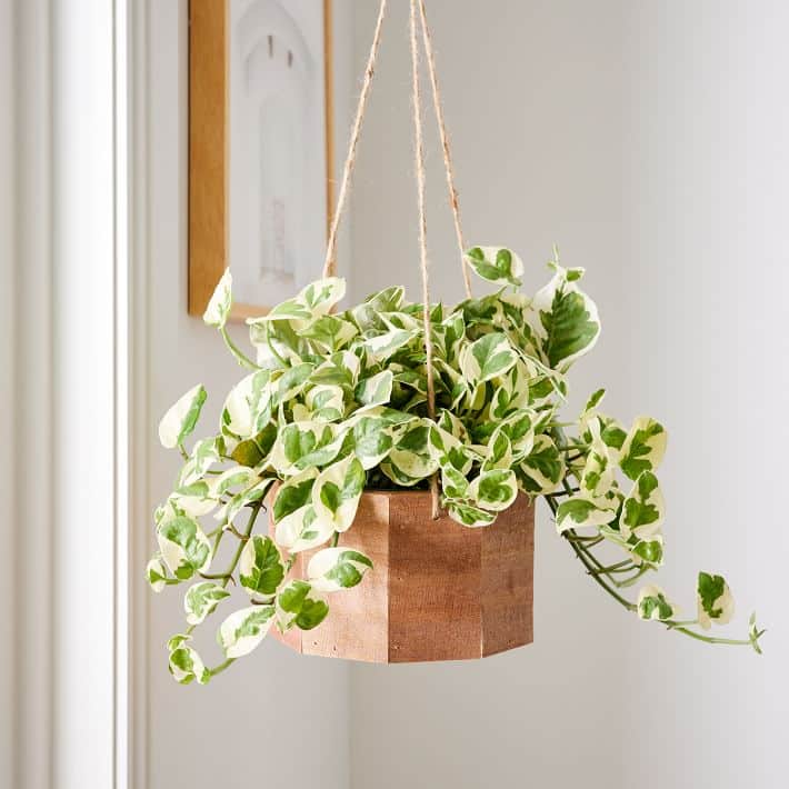 live mini pothos w/hanging planter from west elm