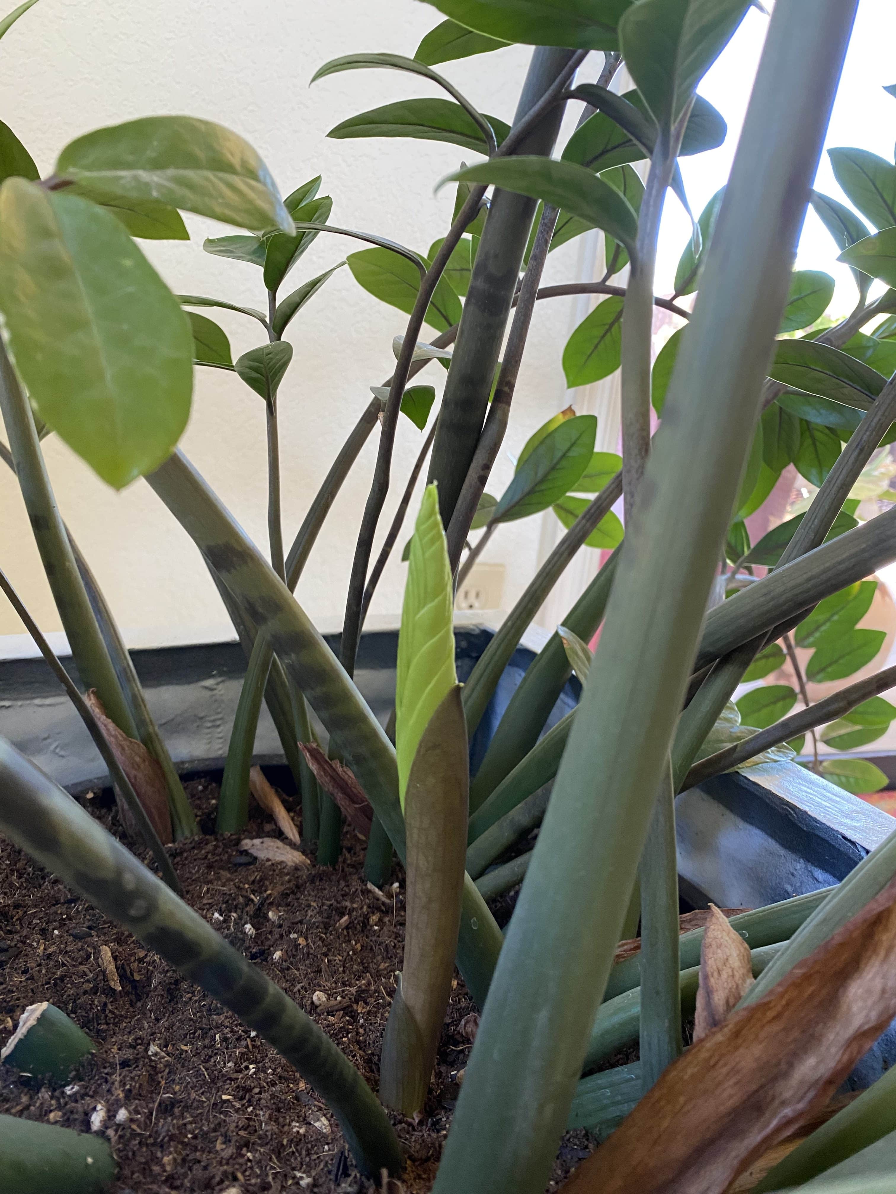 ZZ Plant Propagation by Division - Joy Us Garden | Care, Propagation, and  Pruning