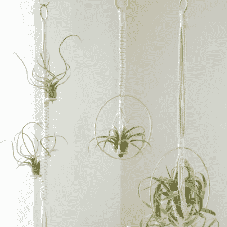 air plants hanging from macrame planters to buy at etsy