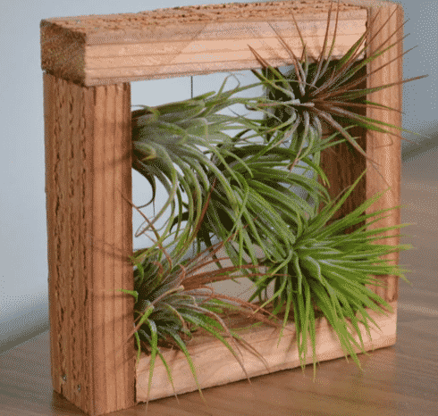 rustic cedar wood shadow box with 5 air plants for displaying air plants to bu at etsy