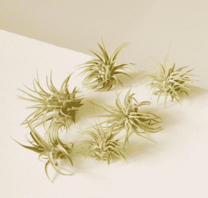 6 assorted small air plants to buy at the sill 