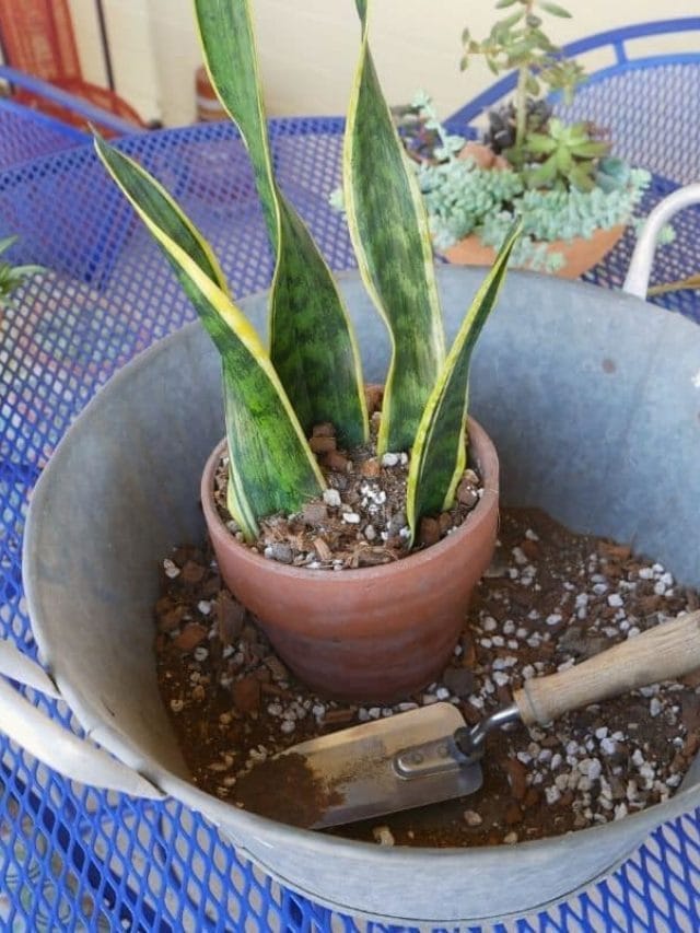 Propagating Snake Plants: Leaf Cuttings In Soil