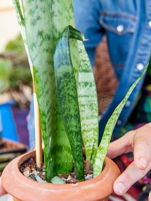 Propagating Snake Plant: Via Leaf Cuttings