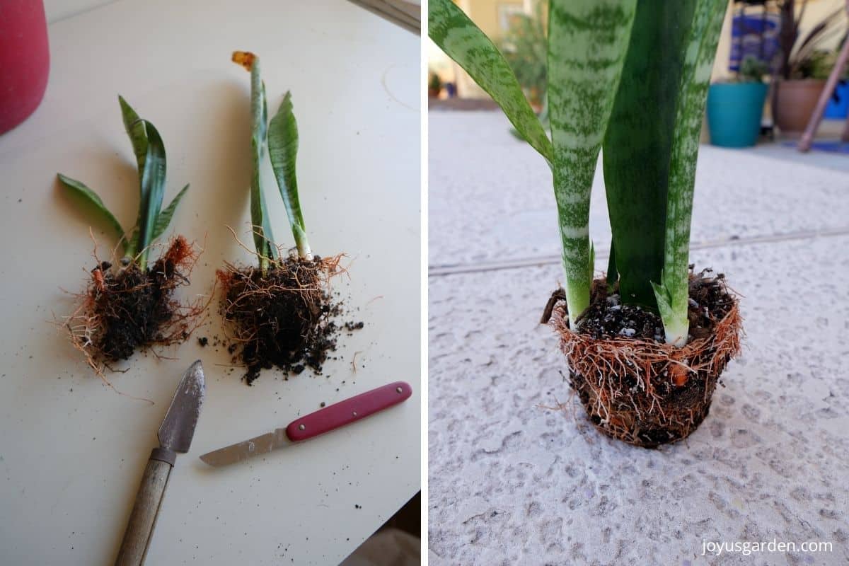 A collage of 2 photos showing a small snake plant cut in half & the root system of a snake plant propagated from leaf cuttings.