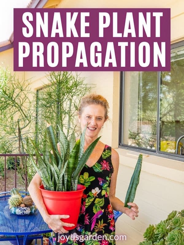 A woman in a floral jumpsuite holds a snake plant in a red pot in 1 hand & a snake plant leaf in the other the text reads snake plant propagation joyusgarden.com.