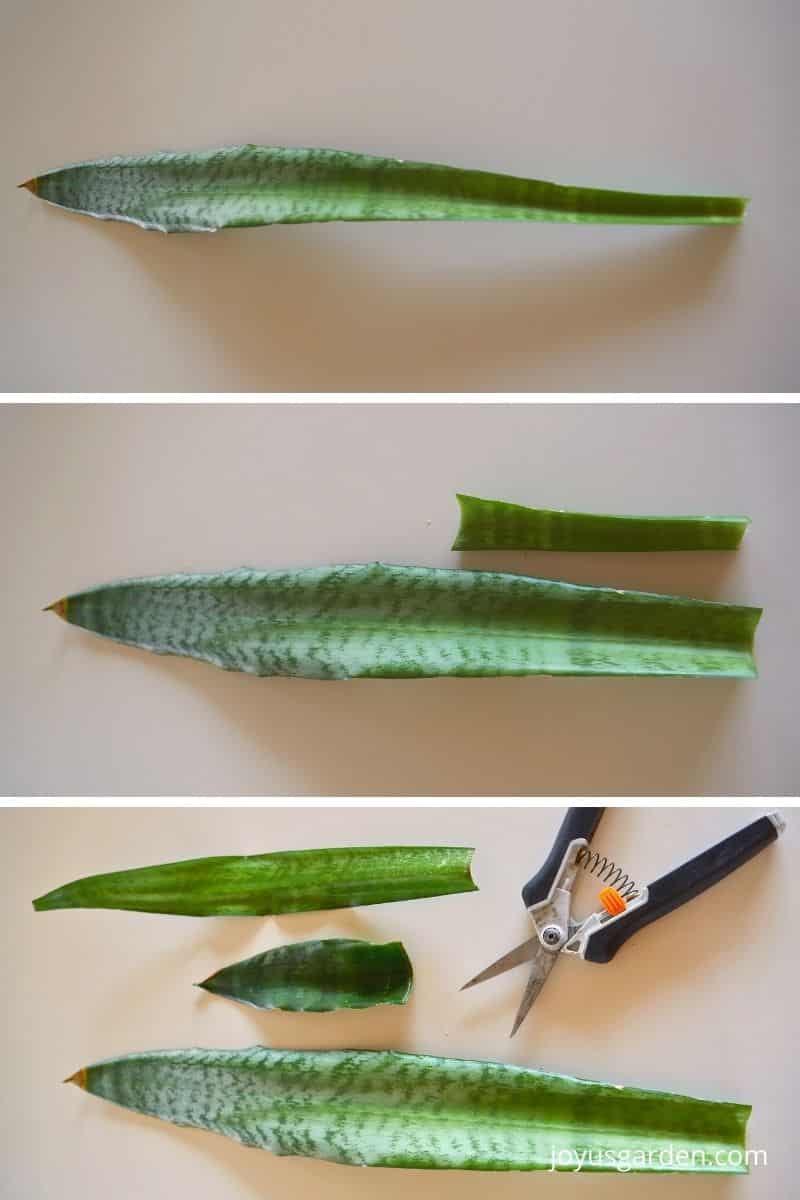a collage of 3 photos showing cut sansevieria snake plant leaves to be propagated