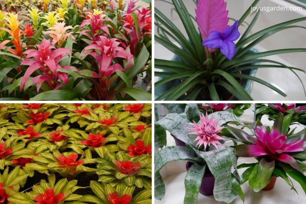 a collage of 4 photos of colorful bromeliad plants