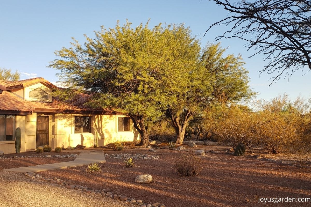 a house with large tree and some small cacti