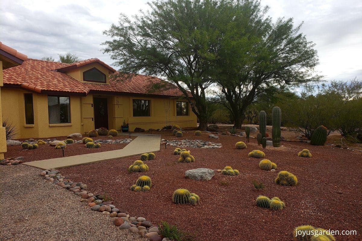 a house with a front yard with golden barrel cacti and saguaro cacti