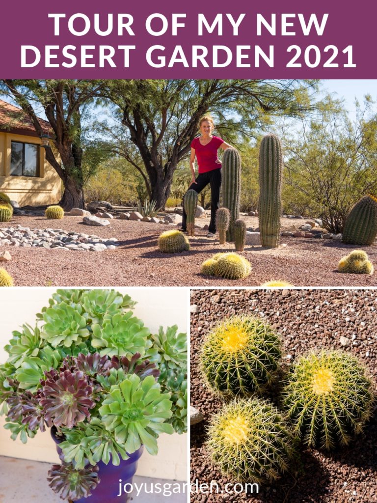 a collage of 3 photos of a desert garden a woman standing next to saguaro cacti a large aeonium & a golden barrel cactus cluster the text reads toour of m new desert garden 2021