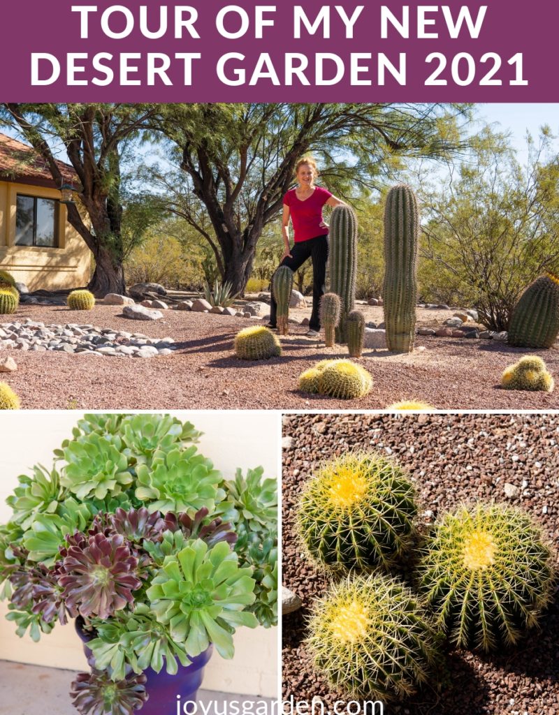 a collage of 3 photos of a desert garden a woman standing next to saguaro cacti a large aeonium & a golden barrel cactus cluster the text reads toour of m new desert garden 2021