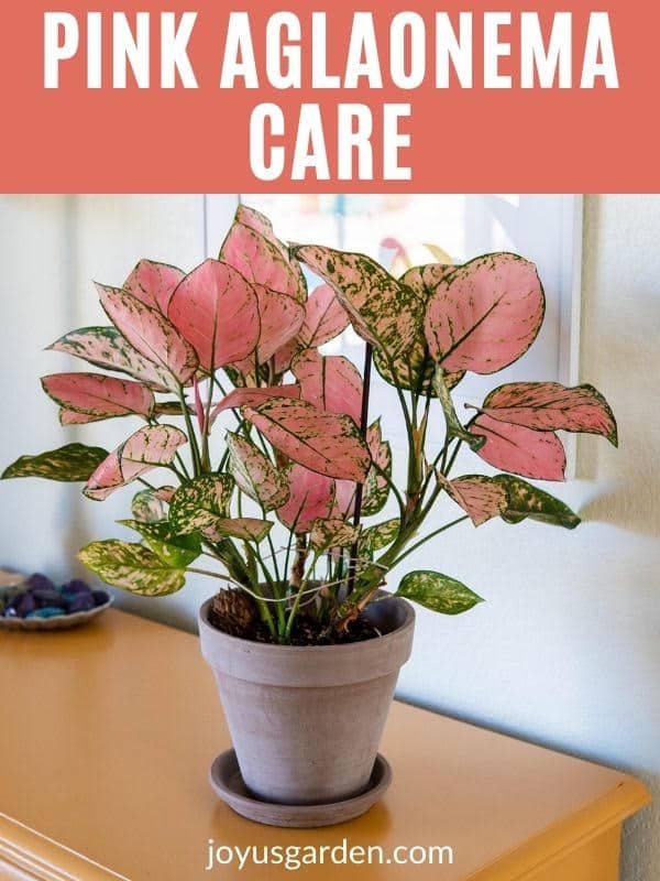 a lady valentine aglaonema in a tan clay pot sits on a mustard colored table the text reads pink aglaonema care