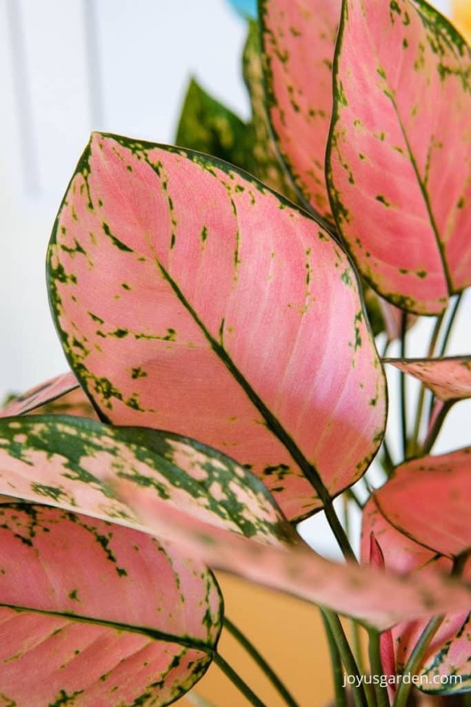 close up of the pink foliage of a lady valentine chinese evergreen