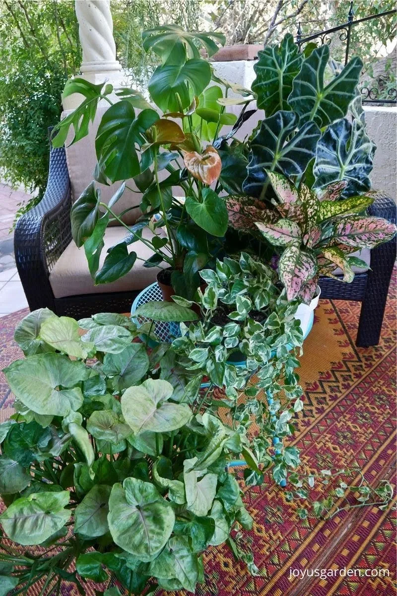 a display of 5 houseplants in the araceae family anthurium alocasia aglaonema pothos & syngonium