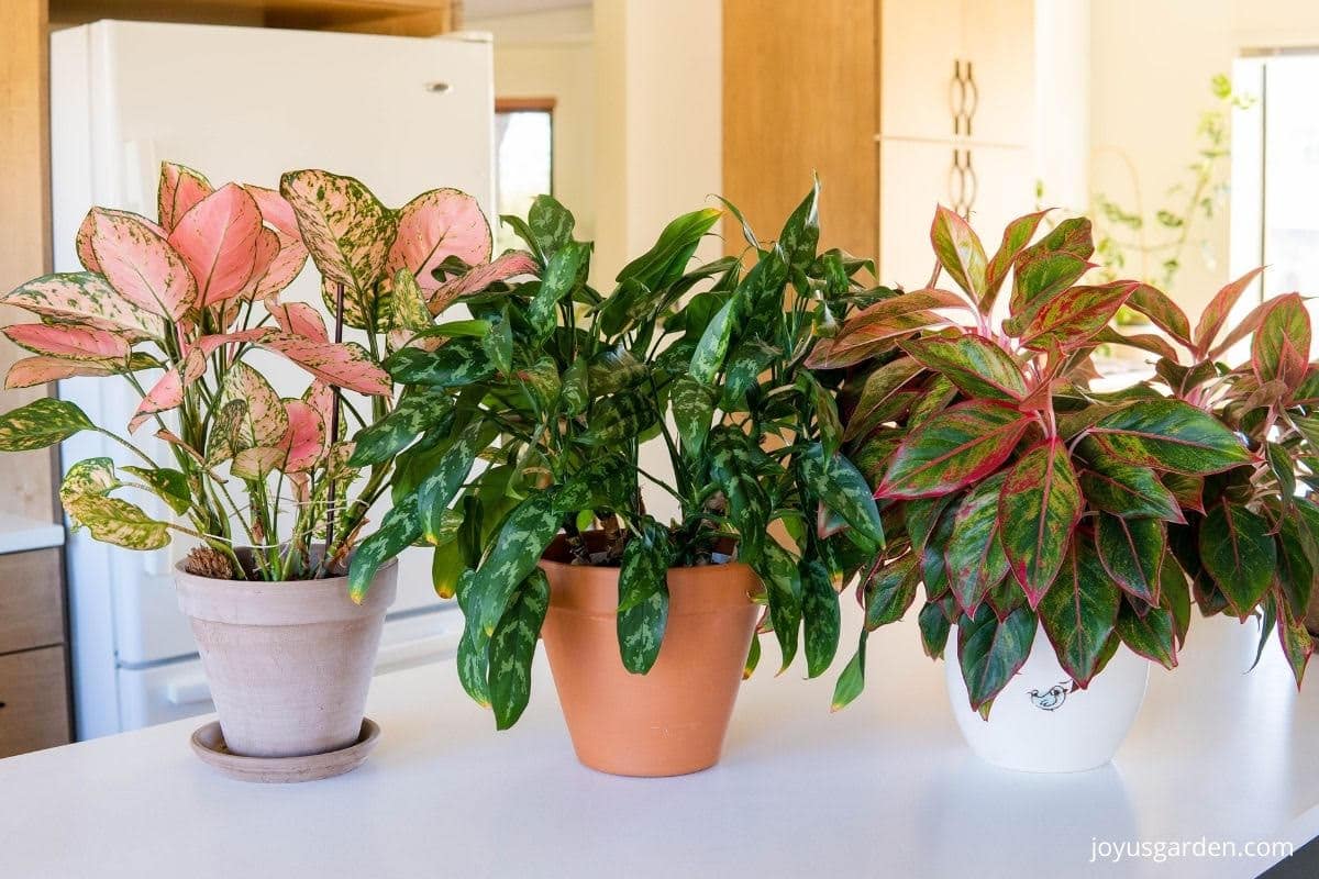 aglaonema lady valentine agalonema emerald beauty & aglaonema siam aurora sit side by side