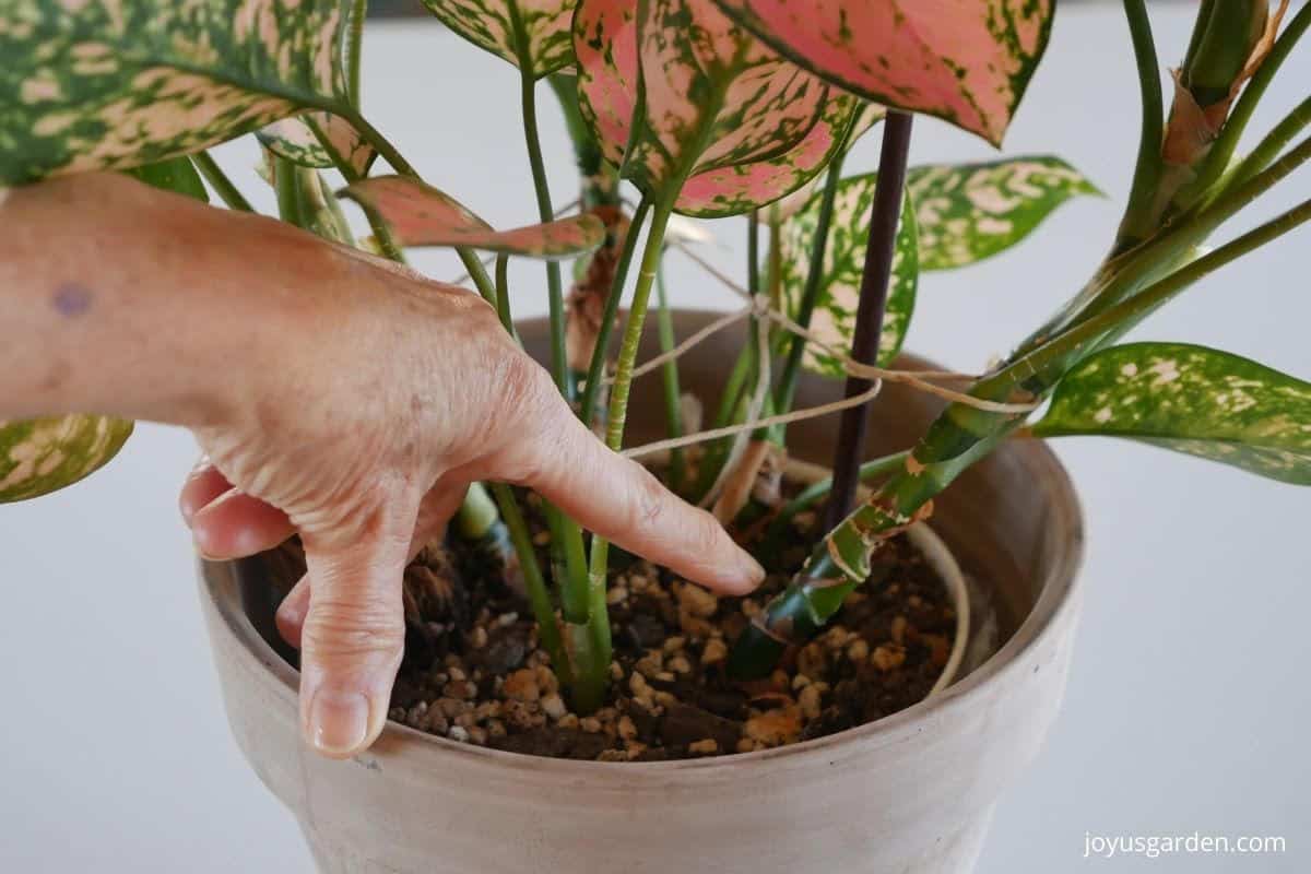 a finger points to a node on an agalonema plant stem