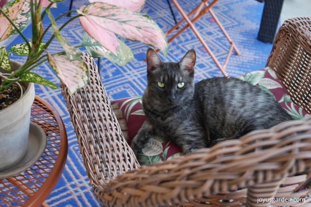 a cute grey kitty las in a patio chair next to an aglaonema plant