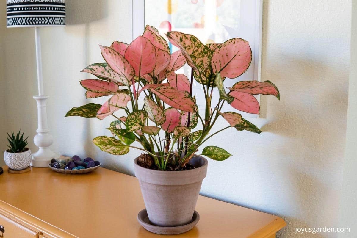 an aglaonema lady valentine with beautiful pink foliage sits on a mustard colored chest