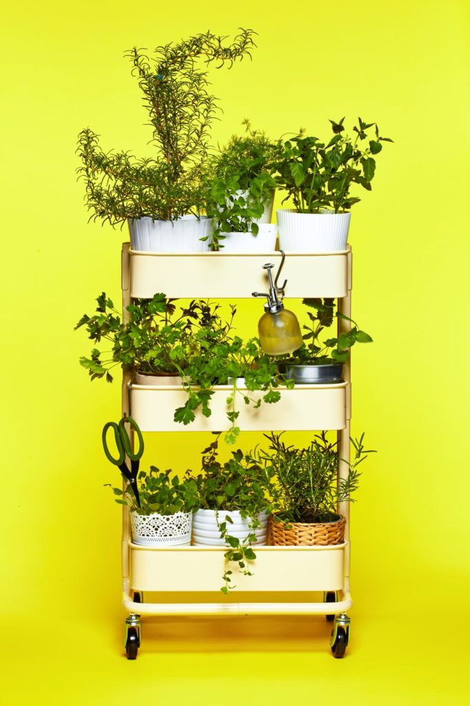 a light yellow cart with wheels holds herb plants