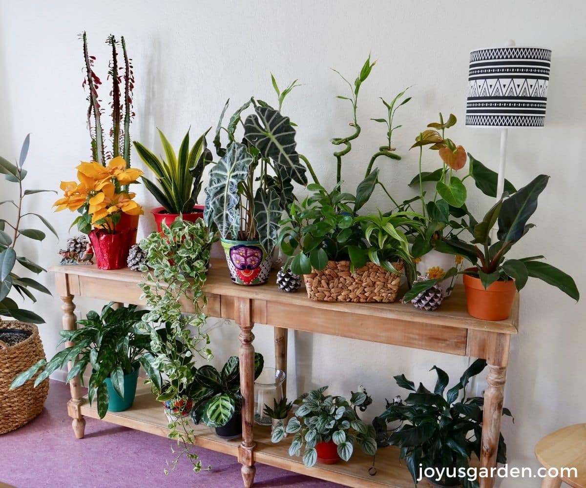 many indoor plants in different containers sit on the top & bottom of a long, narrow table