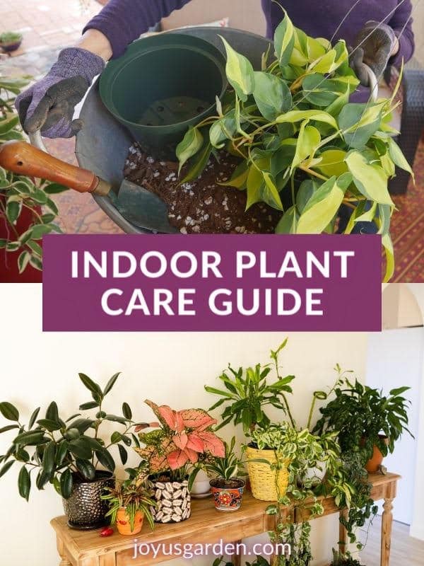 a collage of 2 photos on tops show a philodendron brasil in a metal bin with soil & on the bottom a long table full of plants the text reads indoor plant care guide