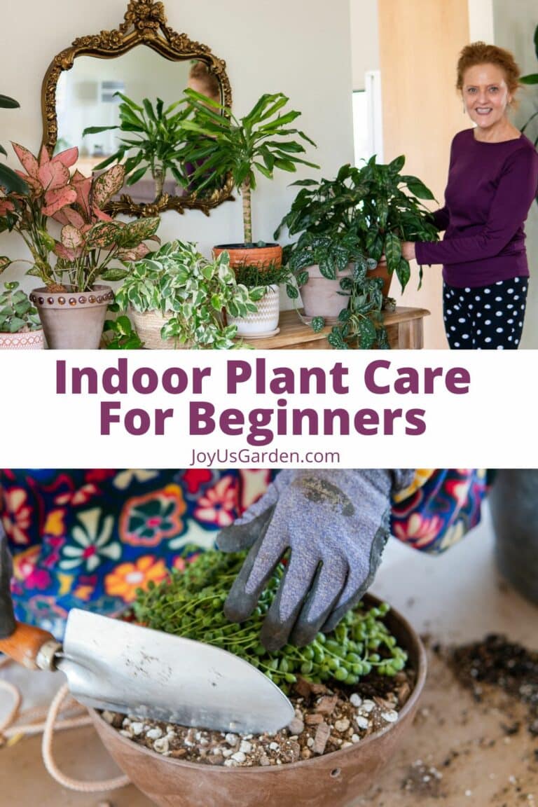 Indoor Plant Care for Beginners