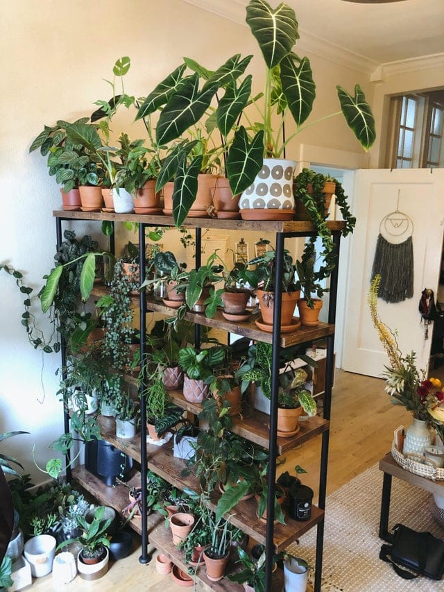 a large 5 tier shelf full oof houseplants creates a room divider