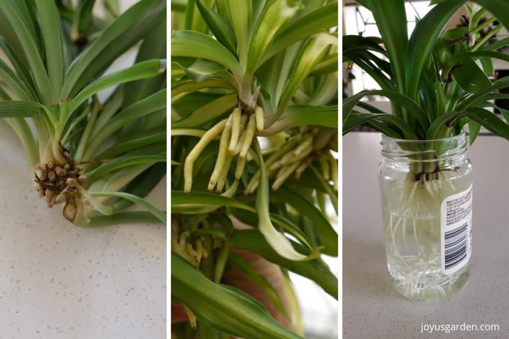 a collage with 3 photos showing the roots of spider plant babies at different stages of rooting
