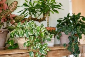 multiple houseplants in woven baskets and terra cotta pots on a table