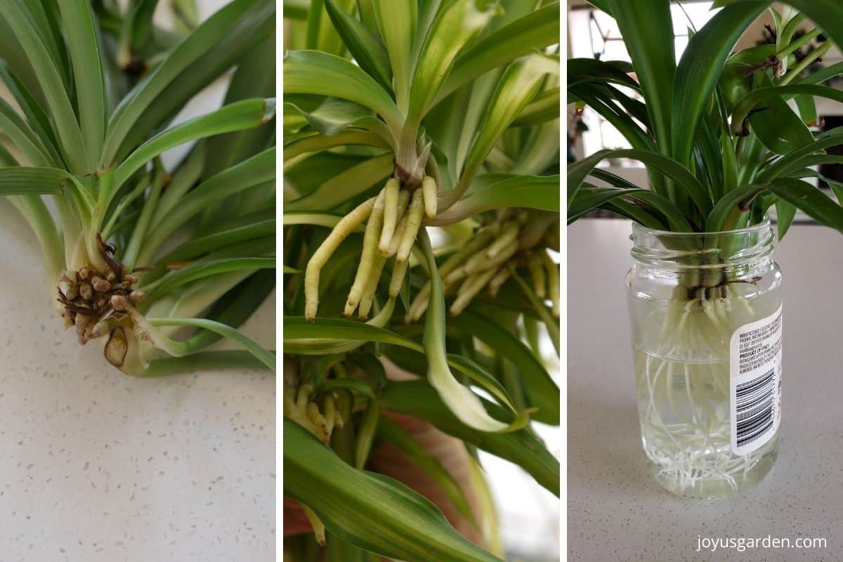 A collage with 3 photos showing the roots of spider plant babies at different stages of rooting.