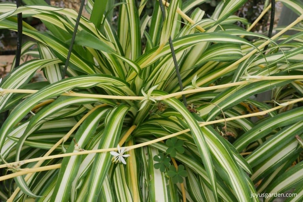 close up of a variegated spider plant with 1 white flower