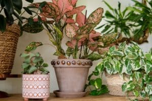 a close up of three houseplants and a succulent in pots