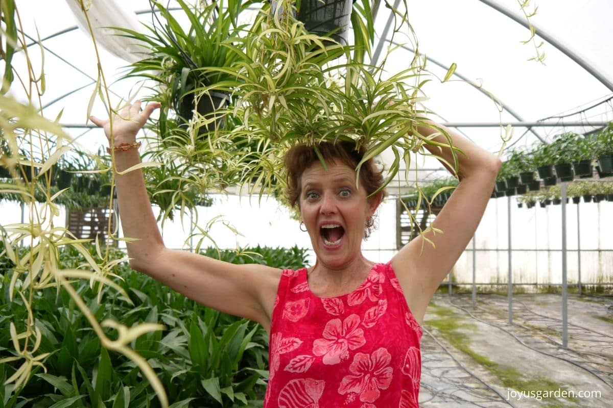 A woman in a pink dress stands under spider plants with many babies in a greenhouse.