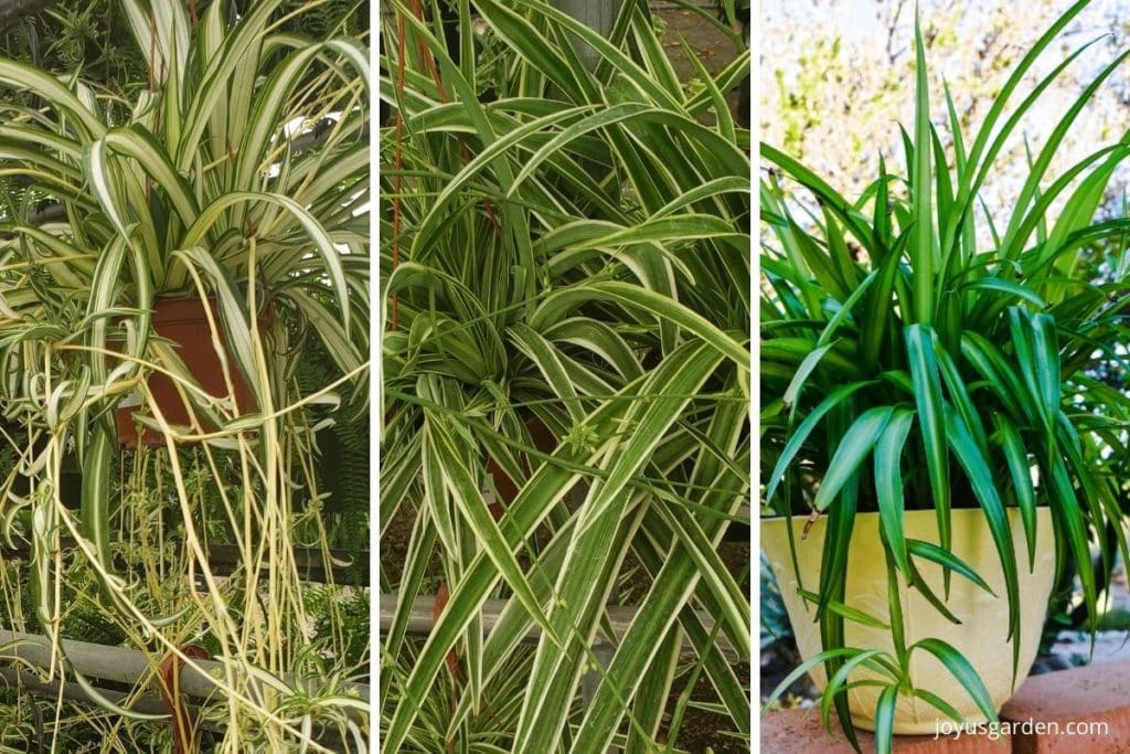 a collage with 3 photos of 3 different types of spider plants