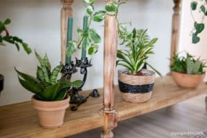 three indoor plants in pots with accents of black on the bottom shelf of a table