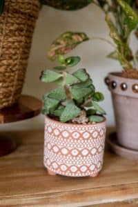 a succulent in a patterned terracotta pot with feet