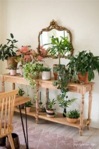 a 2-tier table full of different houseplants in decorative pots and baskets