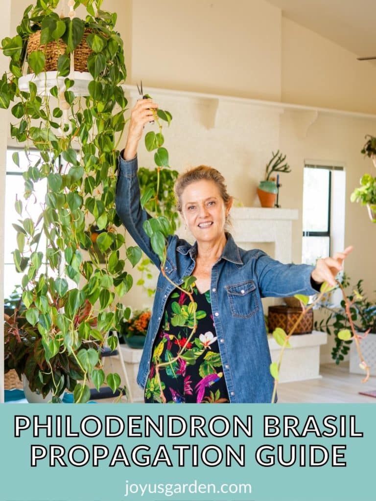 Philodendron Brasil Propagation