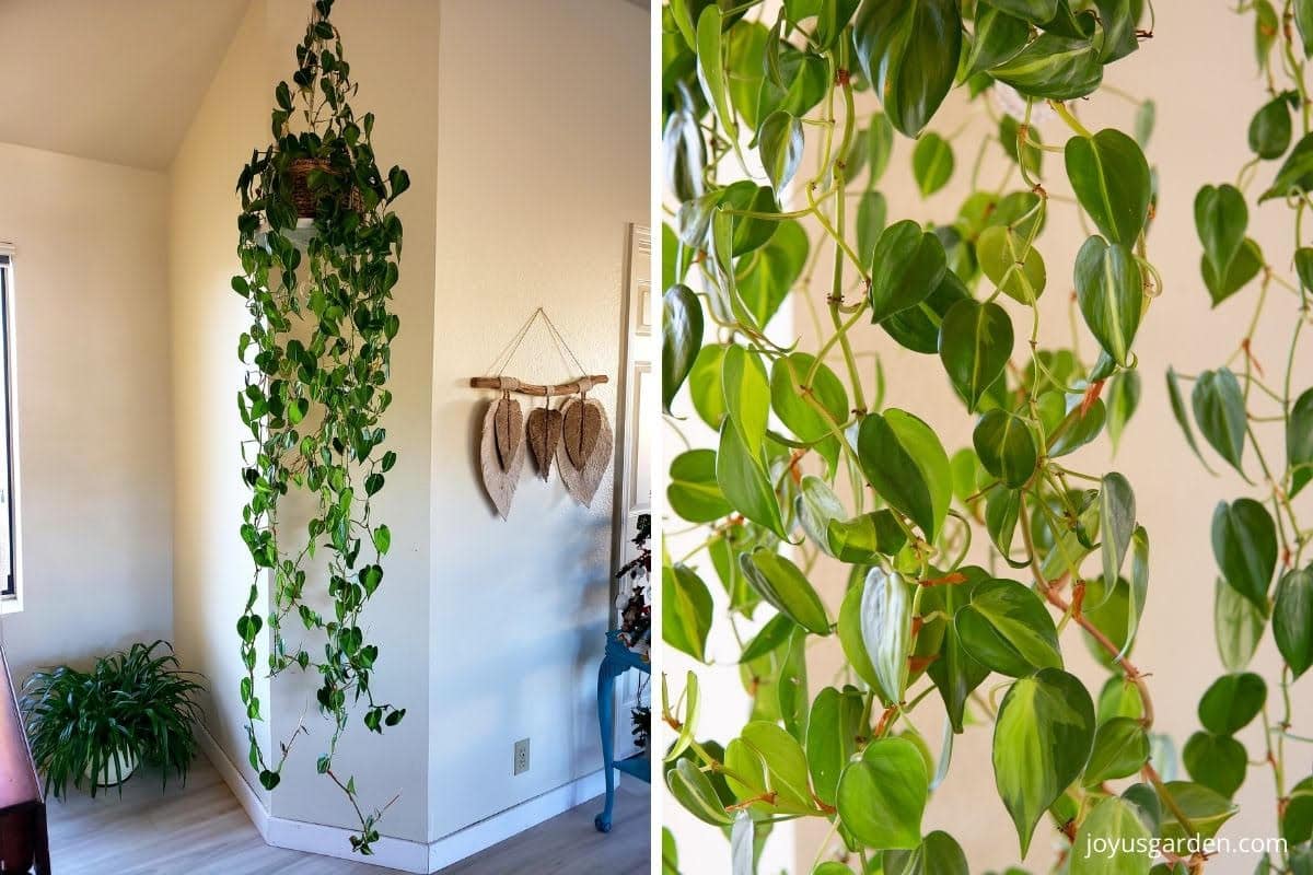 a collage with 2 photos 1 shows a philodendron brasil on a hanging shelf with very long trails & the other is a close-up of philodendron brasil foliage