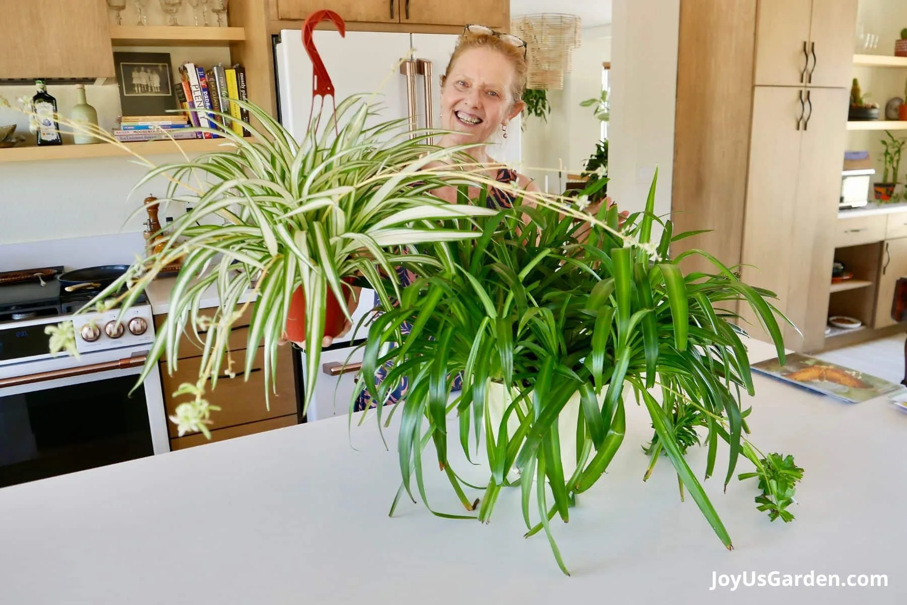 Nell Foster stands in her kitchen holding two spider plants one is variegated and the other is green both plants are producing babies.
