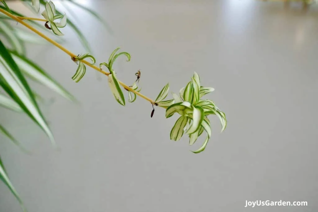 Close up photo of a young Spider plant bab.
