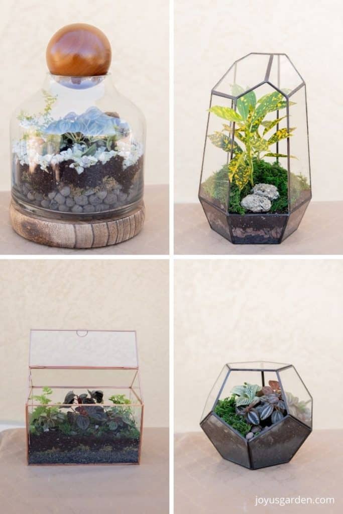 a collage showing 4 different terrariums with mini plants in them
