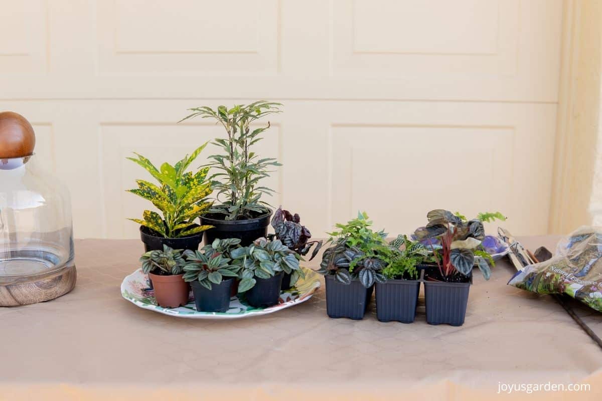 multiple little 2 inch plants in grow pots used for terrarium planting